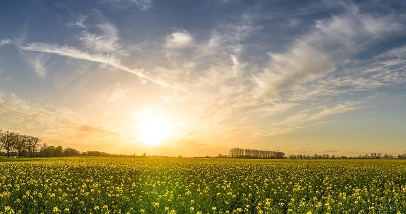 http://www.eponica.net/diary/oilseed-rape-2135026_790-790x417.jpg